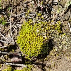 Unidentified Moss, Liverwort or Hornwort at Bruce Ridge to Gossan Hill - 9 Nov 2020 by trevorpreston