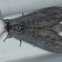 Destolmia lineata (Streaked Notodontid Moth) at Ainslie, ACT - 9 Nov 2020 by jb2602