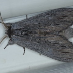 Destolmia lineata (Streaked Notodontid Moth) at Ainslie, ACT - 9 Nov 2020 by jbromilow50
