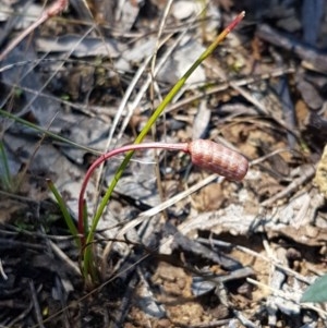 Romulea rosea var. australis at Bruce, ACT - 10 Nov 2020