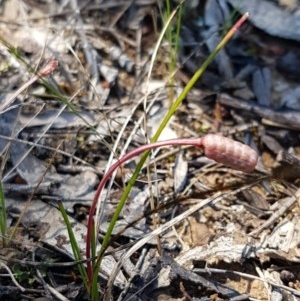 Romulea rosea var. australis at Bruce, ACT - 10 Nov 2020 11:03 AM