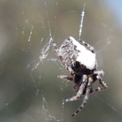 Socca pustulosa (Knobbled Orbweaver) at Bruce, ACT - 10 Nov 2020 by trevorpreston