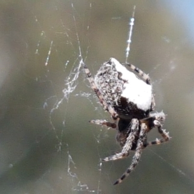 Socca pustulosa (Knobbled Orbweaver) at Bruce, ACT - 10 Nov 2020 by tpreston