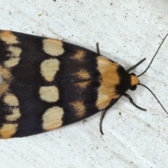 Termessa zonophanes (Double Yellow-patched Footman) at Ainslie, ACT - 9 Nov 2020 by jb2602