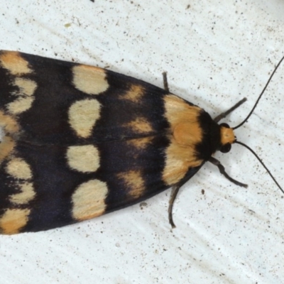 Termessa zonophanes (Double Yellow-patched Footman) at Ainslie, ACT - 9 Nov 2020 by jb2602