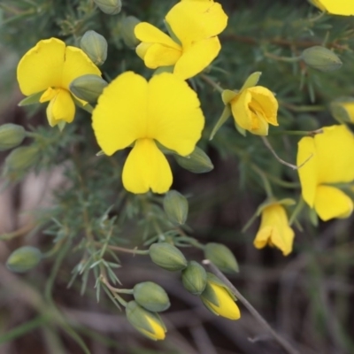 Gompholobium huegelii (Pale Wedge Pea) at Gundaroo, NSW - 1 Nov 2020 by Gunyijan