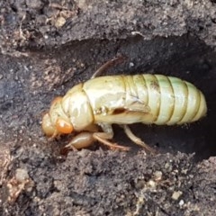 Cicadettini sp. (tribe) (Cicada) at Flea Bog Flat, Bruce - 9 Nov 2020 by tpreston