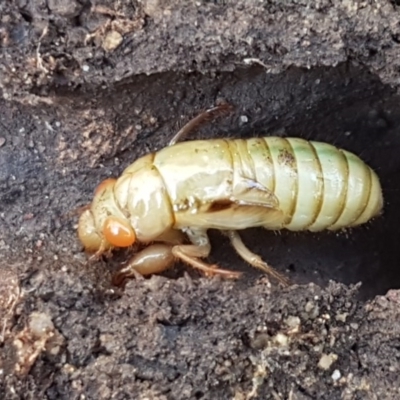 Cicadettini sp. (tribe) (Cicada) at Bruce Ridge to Gossan Hill - 9 Nov 2020 by trevorpreston