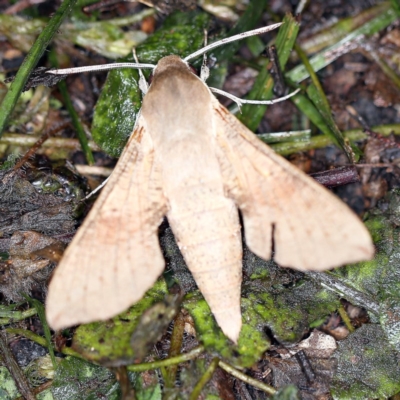 Hippotion scrofa (Coprosma Hawk Moth) at Goorooyarroo NR (ACT) - 6 Nov 2020 by ibaird