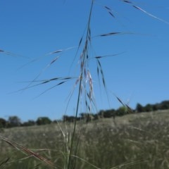 Austrostipa bigeniculata (Kneed Speargrass) at Hume, ACT - 8 Nov 2020 by michaelb