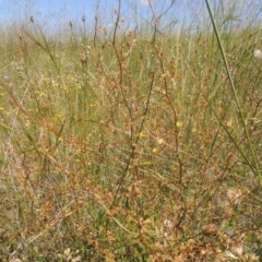 Rumex dumosus (Wiry Dock) at Jerrabomberra Grassland - 8 Nov 2020 by michaelb