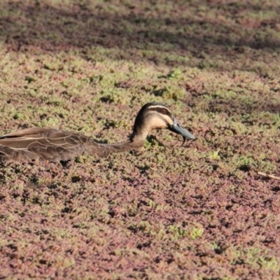 Anas superciliosa (Pacific Black Duck) at Wonga Wetlands - 9 Nov 2020 by PaulF
