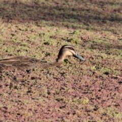 Anas superciliosa (Pacific Black Duck) at Splitters Creek, NSW - 9 Nov 2020 by PaulF
