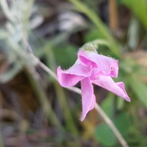 Convolvulus angustissimus subsp. angustissimus at Griffith, ACT - 7 Nov 2020 05:44 PM