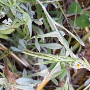 Convolvulus angustissimus subsp. angustissimus at Griffith, ACT - 7 Nov 2020 05:44 PM