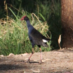 Porphyrio melanotus at Splitters Creek, NSW - 2 Nov 2020