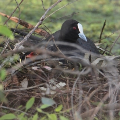 Fulica atra (Eurasian Coot) at Albury - 9 Nov 2020 by PaulF