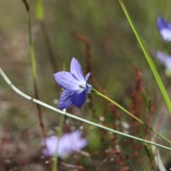 Wahlenbergia multicaulis (Tadgell's Bluebell) at Gundaroo, NSW - 9 Nov 2020 by Gunyijan
