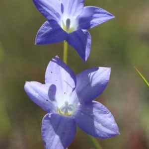 Wahlenbergia multicaulis at Gundaroo, NSW - 9 Nov 2020 02:58 PM