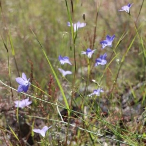 Wahlenbergia multicaulis at Gundaroo, NSW - 9 Nov 2020