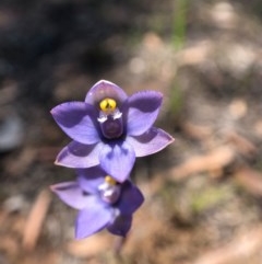 Thelymitra sp. (pauciflora complex) (Sun Orchid) at Throsby, ACT - 9 Nov 2020 by JasonC
