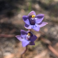 Thelymitra sp. (pauciflora complex) at Throsby, ACT - suppressed