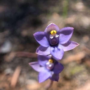 Thelymitra sp. (pauciflora complex) at Throsby, ACT - suppressed