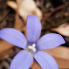 Wahlenbergia luteola (Yellowish Bluebell) at Griffith, ACT - 10 Nov 2020 by SRoss