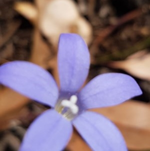 Wahlenbergia luteola at Griffith, ACT - 10 Nov 2020