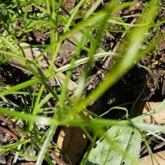 Wahlenbergia luteola at Griffith, ACT - 10 Nov 2020