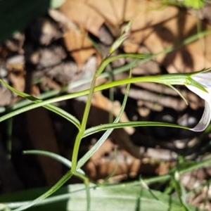 Wahlenbergia luteola at Griffith, ACT - 10 Nov 2020