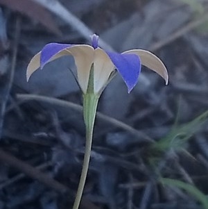 Wahlenbergia luteola at Kambah, ACT - 10 Nov 2020