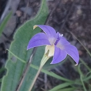 Wahlenbergia luteola at Kambah, ACT - 10 Nov 2020 02:27 PM