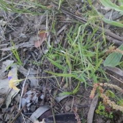 Wahlenbergia luteola at Kambah, ACT - 10 Nov 2020 02:27 PM