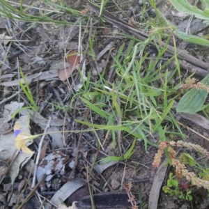 Wahlenbergia luteola at Kambah, ACT - 10 Nov 2020 02:27 PM