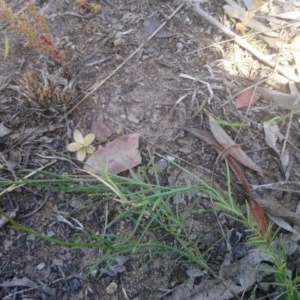 Wahlenbergia luteola at Kambah, ACT - 10 Nov 2020 02:27 PM