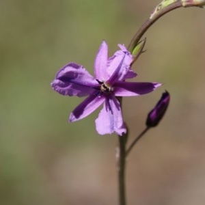 Arthropodium fimbriatum at Hughes, ACT - 10 Nov 2020