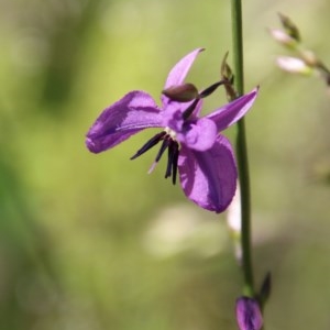 Arthropodium fimbriatum at Hughes, ACT - 10 Nov 2020