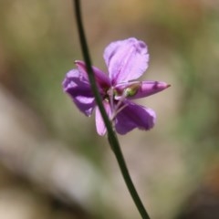 Arthropodium fimbriatum at Hughes, ACT - 10 Nov 2020 11:12 AM