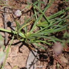 Arthropodium fimbriatum at Hughes, ACT - 10 Nov 2020 11:12 AM