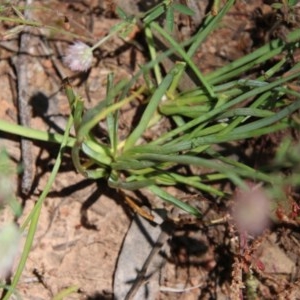 Arthropodium fimbriatum at Hughes, ACT - 10 Nov 2020