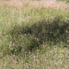 Arthropodium fimbriatum at Hughes, ACT - 10 Nov 2020