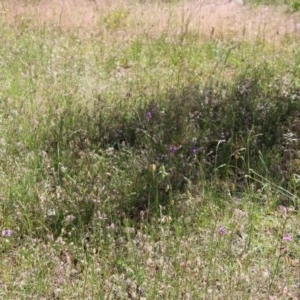 Arthropodium fimbriatum at Hughes, ACT - 10 Nov 2020