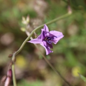 Arthropodium fimbriatum at Hughes, ACT - 10 Nov 2020 11:16 AM