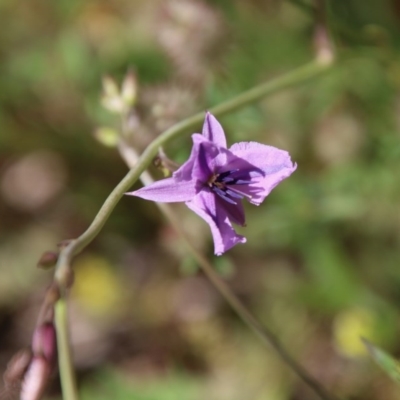 Arthropodium fimbriatum (Nodding Chocolate Lily) at Red Hill Nature Reserve - 10 Nov 2020 by LisaH