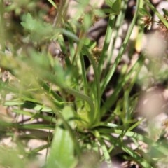 Arthropodium fimbriatum at Hughes, ACT - 10 Nov 2020