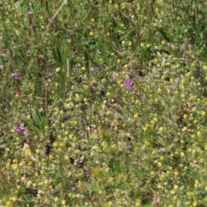 Arthropodium fimbriatum at Hughes, ACT - 10 Nov 2020 11:16 AM