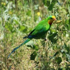 Polytelis swainsonii (Superb Parrot) at Red Hill to Yarralumla Creek - 10 Nov 2020 by LisaH