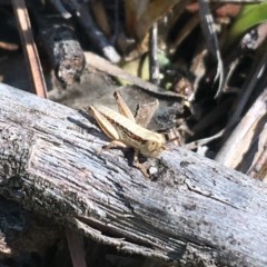 Praxibulus sp. (genus) (A grasshopper) at Bruce, ACT - 10 Nov 2020 by NedJohnston