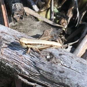 Praxibulus sp. (genus) at Bruce, ACT - 10 Nov 2020